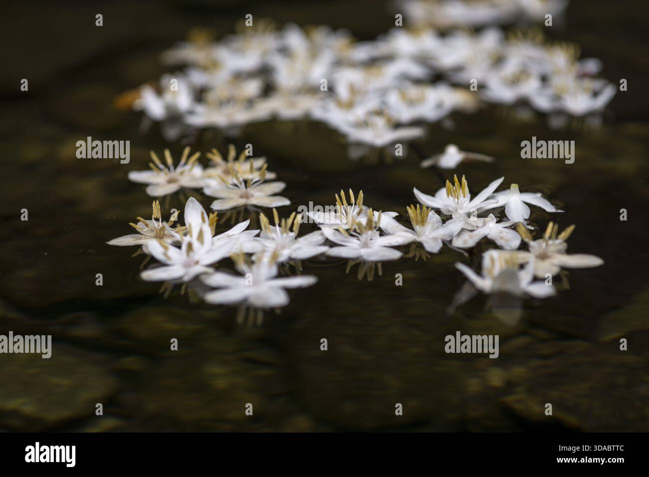 Styrax japonicus galleggiante sulla sommità dell'acqua del torrente nel monte Sunchang Gangcheon in Corea del Sud, Sunchang, Corea del Sud Foto Stock