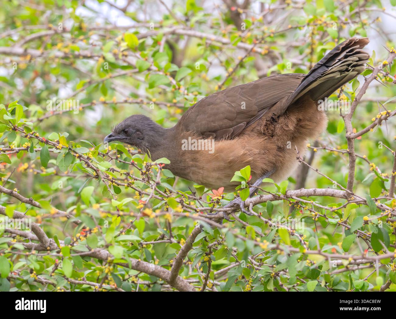 Plain Chachalaca (Ortalis vetula) si nutre con le bacche in un cespuglio al Bentsen-Rio grande Valley State Park, Texas Foto Stock