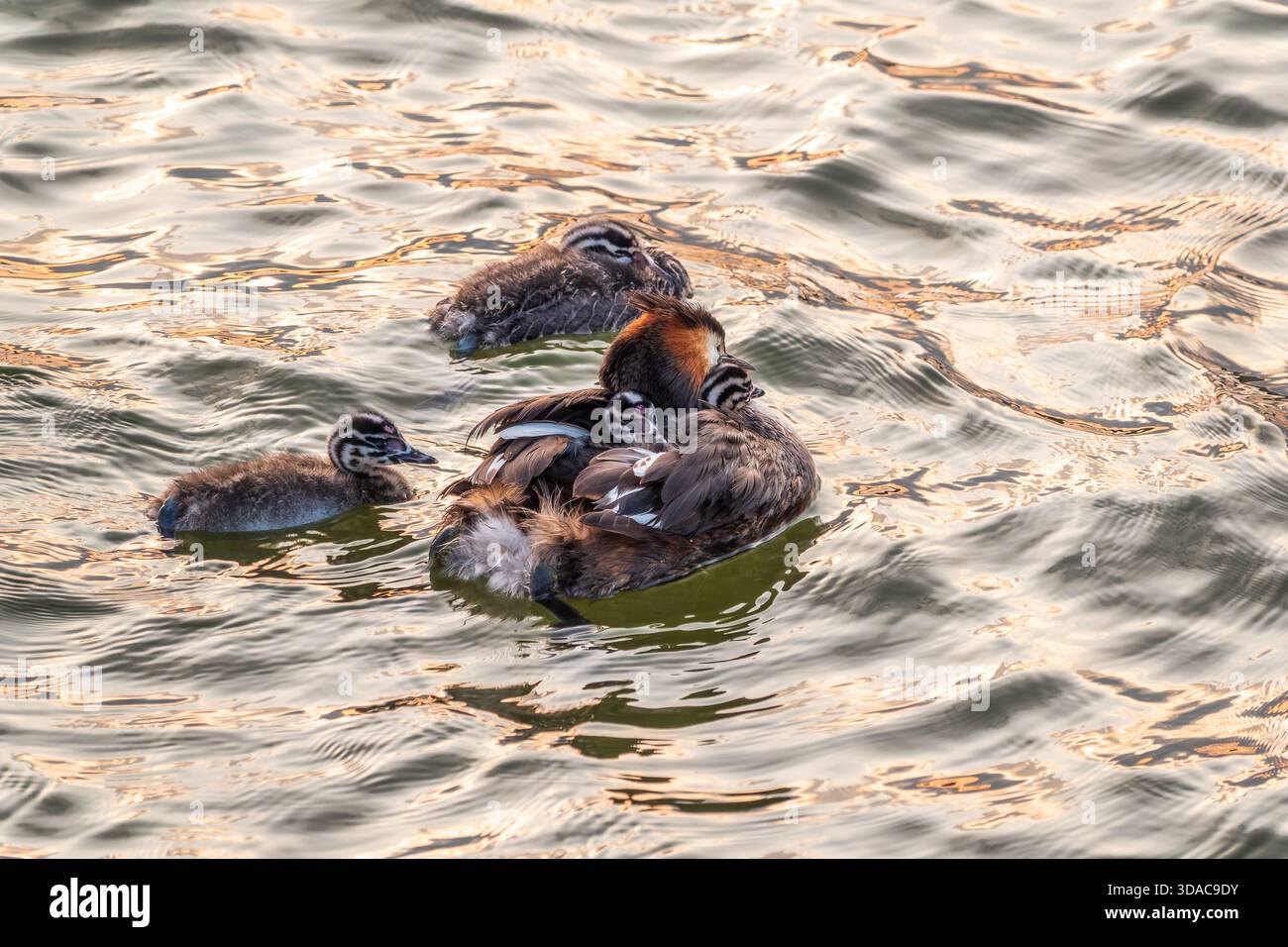 L'uccello d'acqua Great crested Grebe nuotare nel lago, e i suoi bambini carini a cavallo sulla sua schiena. Il grande grebe scricchiolito, Podiceps cristatus, è un mem Foto Stock