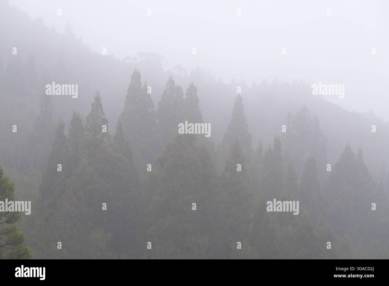 Fitta foresta autoctona di pini a matita (Athrotaxis cupressoides) avvolta da nuvole orografiche e nebbie di montagna sulle pendici di Hansons Peak, Tasmania, Foto Stock