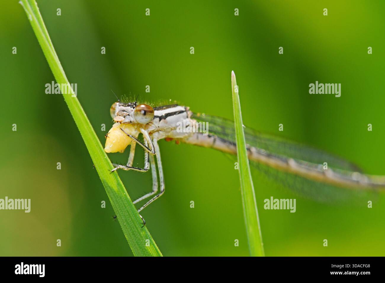 Una damigella con il primo piano delle prede Foto Stock
