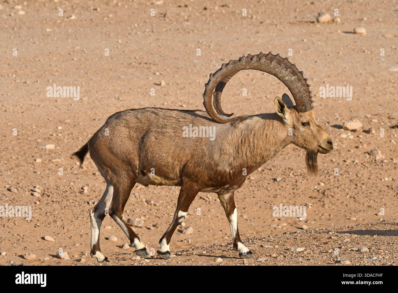 Stambecco, maschio cammina nel deserto Foto Stock