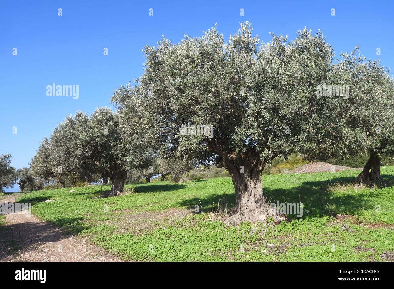 Olive tree Orchard Foto Stock