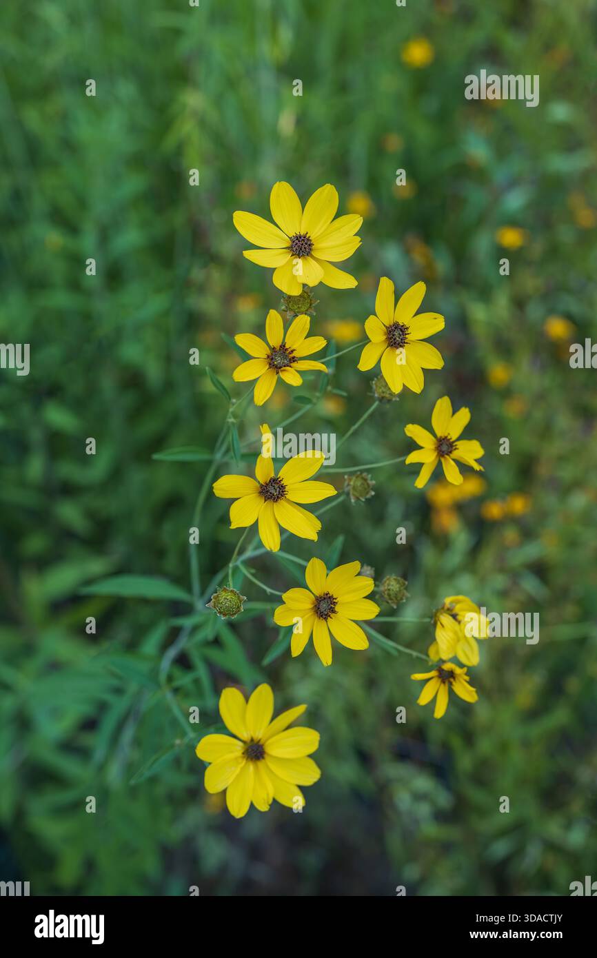 Fiori gialli di Anacis tripteris (Coreopsis tripteris) - semi di zecche alti, coreopsis alta o coreopsis atlantica, pianta in fiore della famiglia Asterace Foto Stock