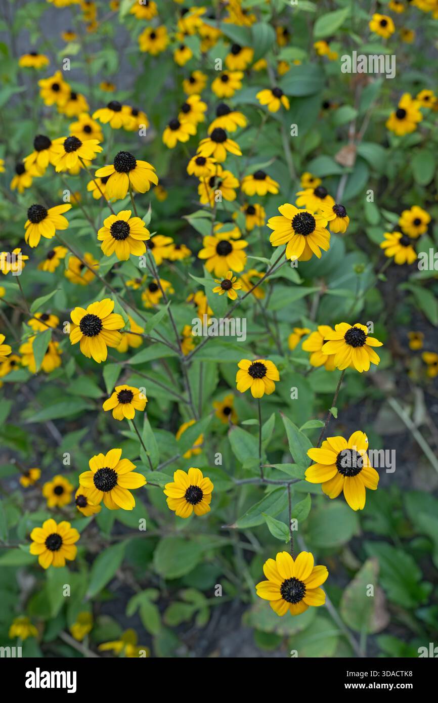 Rudbeckia triloba - Susan marronta, dagli occhi castani, coneflower a foglia sottile o coneflower a tre foglie, pianta in fiore della famiglia delle Asteraceae. Foto Stock
