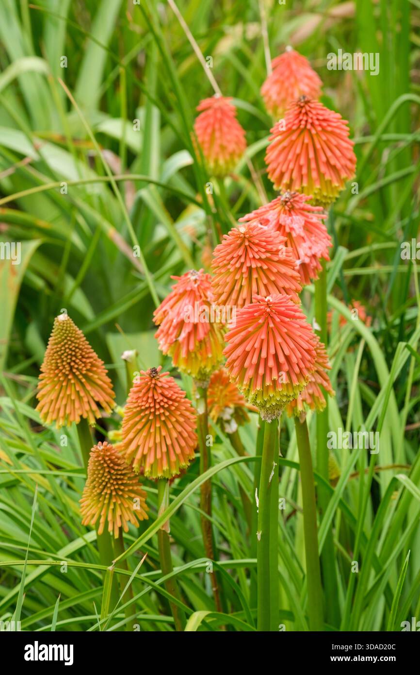 Caulescens Kniphofia, poker rosso-caldo e caulescente, punte di fiori rosso-corallo che diventano giallo limone Foto Stock