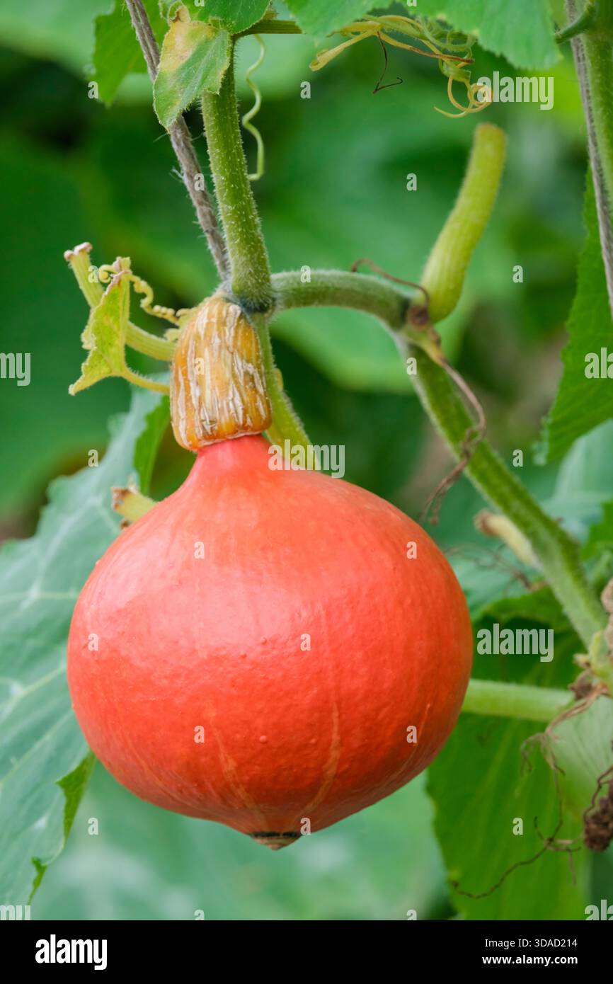 Cucurbita maxima Red Kuri, squash Red Kuri, squash invernale, arancio-rosso, frutta a forma di goccia Foto Stock