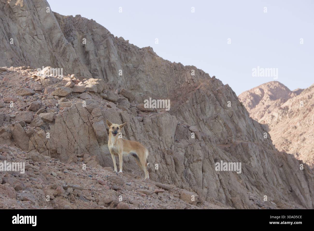 Cane randagio in piedi su pendii rocciosi del deserto con montagne sullo sfondo. Animale solitario in un paesaggio arido sotto la luce naturale. Foto Stock