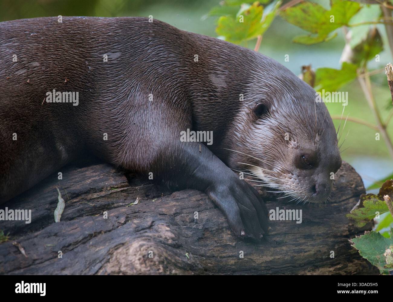 Giant Otter, Chester Zoo, Upton-by-Chester, Cheshire, Inghilterra. Regno Unito Foto Stock