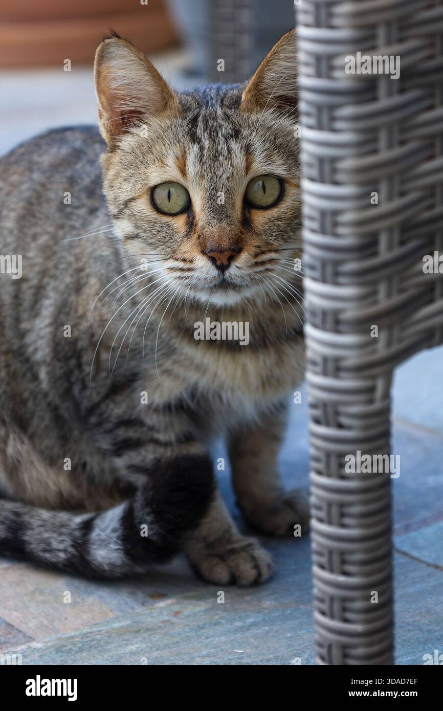 Un timido gatto tabby sbircia cautamente da dietro una sedia intrecciata, mostrando occhi espressivi e curiosità naturale in un momento morbido e candido. Foto Stock