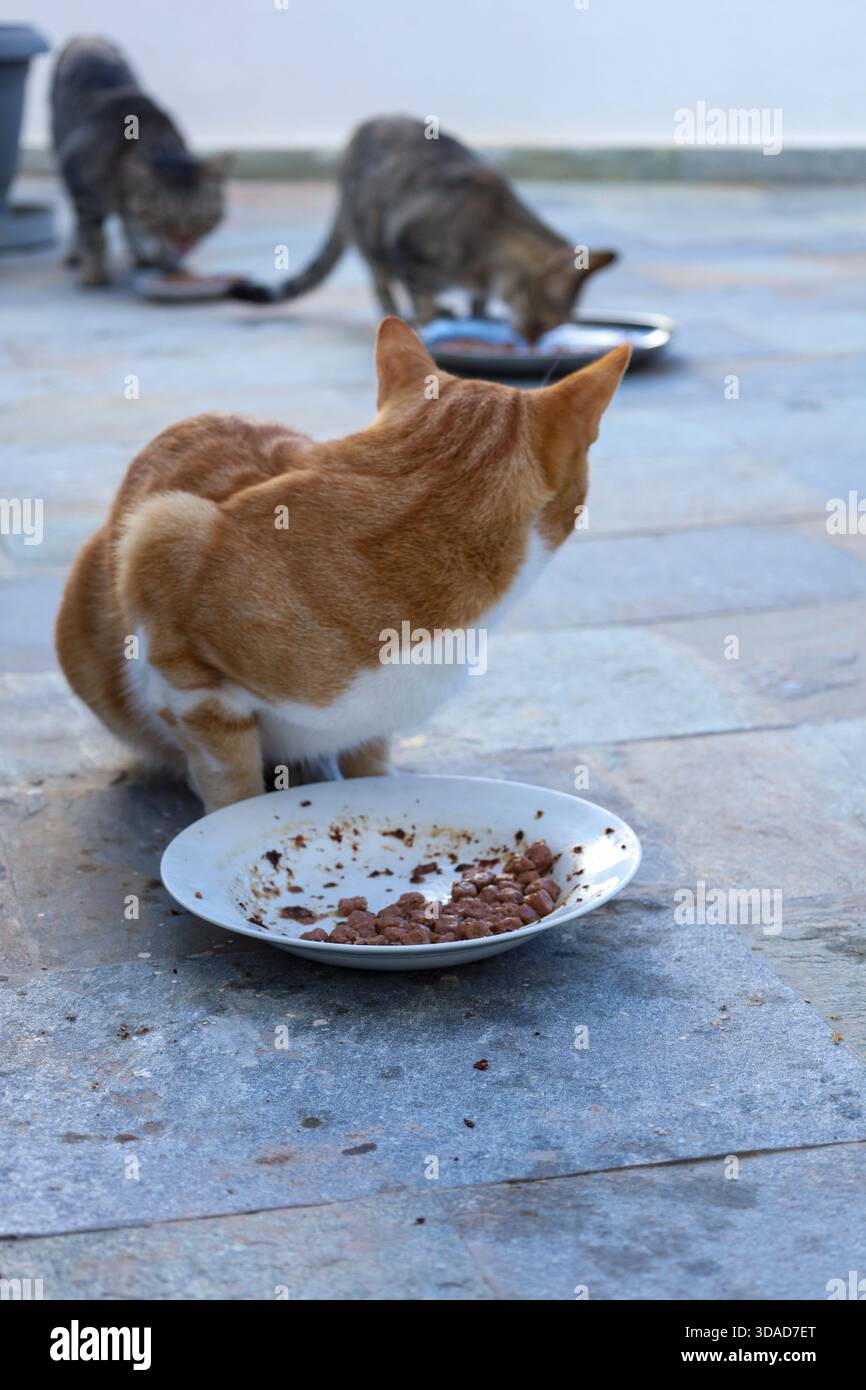 Un gruppo di tre gatti mangia piatti separati su una superficie esterna con piastrelle di pietra. Foto Stock