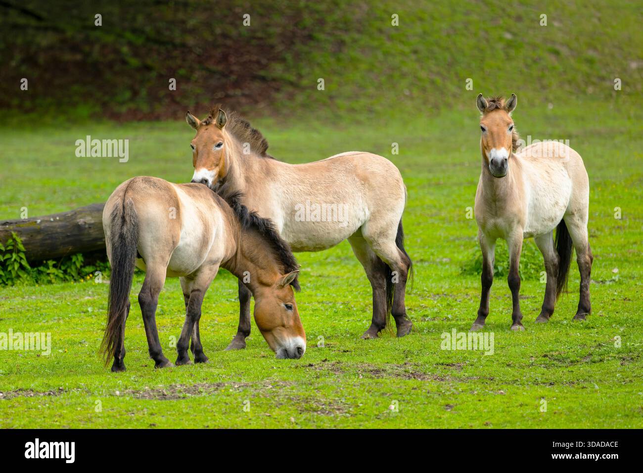Cavallo di Przewalski, takhi, cavallo selvatico mongolo, cavallo zungariano (Equus przewalski, Equus ferus przewalskii), tre cavalli in piedi su un prato, Aust Foto Stock