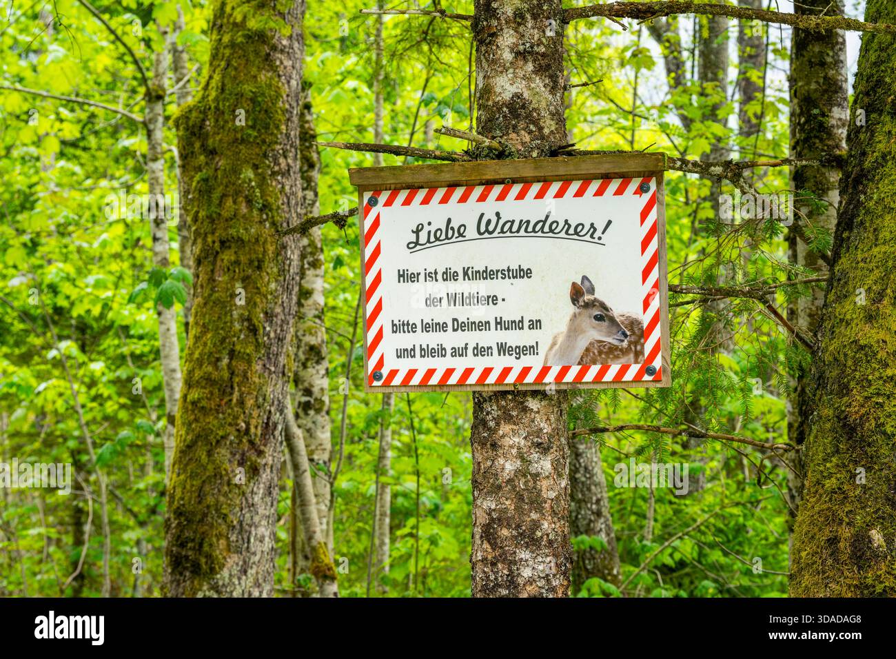 Iscriviti nella foresta chiedendo agli escursionisti di rimanere sui sentieri e tenere i cani al guinzaglio, Germania, Baviera Foto Stock