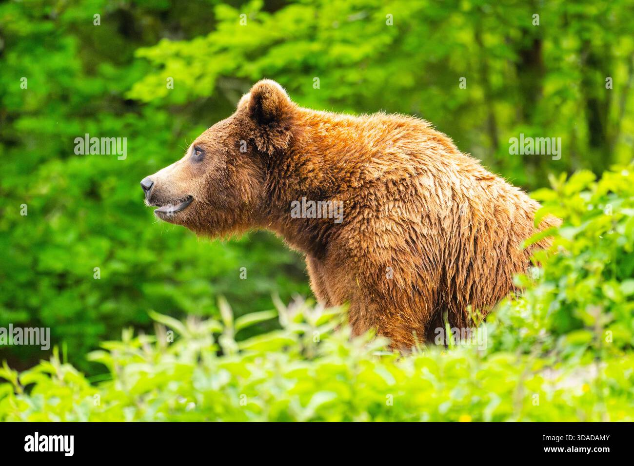 Orso bruno europeo, orso bruno eurasiatico, orso bruno comune, orso comune, orso europeo (Ursus arctos arctos), guardando un arbusto, ritratto, Austria Foto Stock