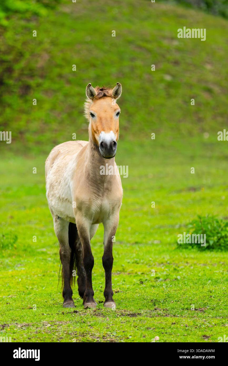 Cavallo di Przewalski, takhi, cavallo selvatico mongolo, cavallo zungariano (Equus przewalski, Equus ferus przewalskii), in piedi su un prato, Austria Foto Stock