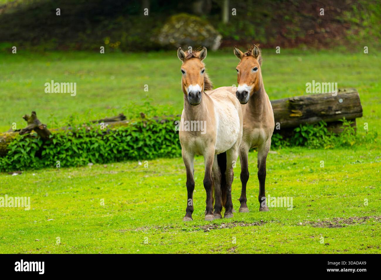 Cavallo di Przewalski, takhi, cavallo selvatico mongolo, cavallo zungariano (Equus przewalski, Equus ferus przewalskii), due cavalli in piedi su un prato, Austri Foto Stock