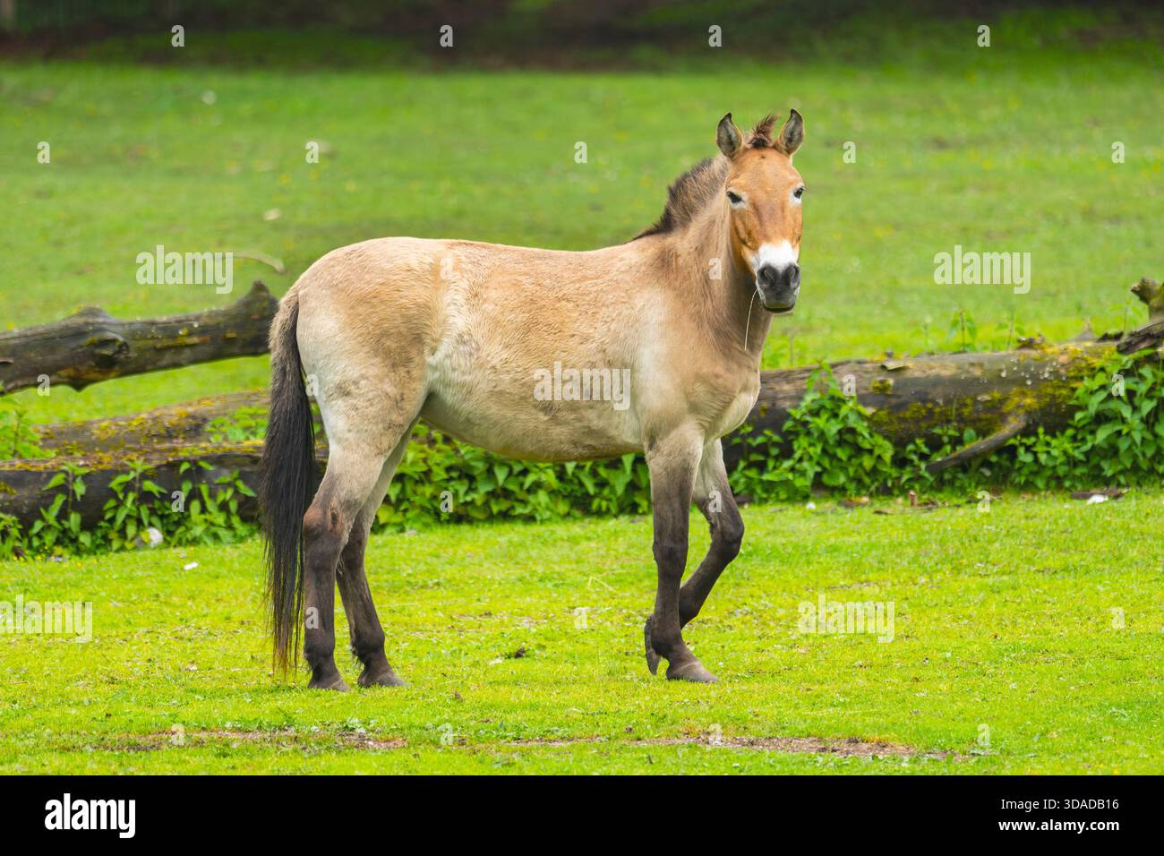 Cavallo di Przewalski, takhi, cavallo selvatico mongolo, cavallo zungariano (Equus przewalski, Equus ferus przewalskii), in piedi su un prato, Austria Foto Stock