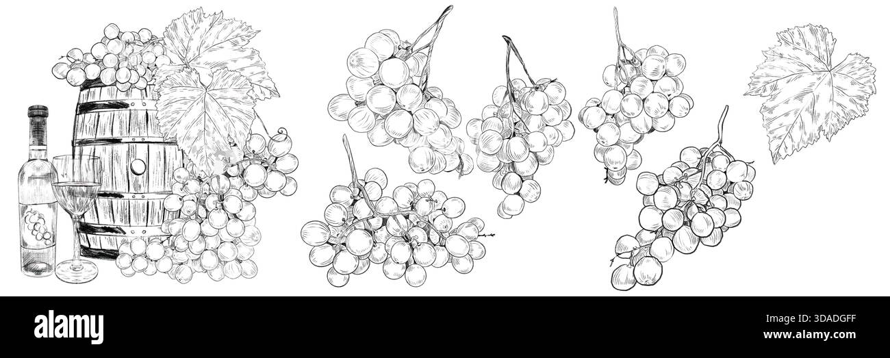 Set con botte di legno, bicchiere di vino e rami d'uva con grappoli di uva e foglie. Concetto di vinificazione, produzione e vendita di vino. Grafica Illustrazione Vettoriale