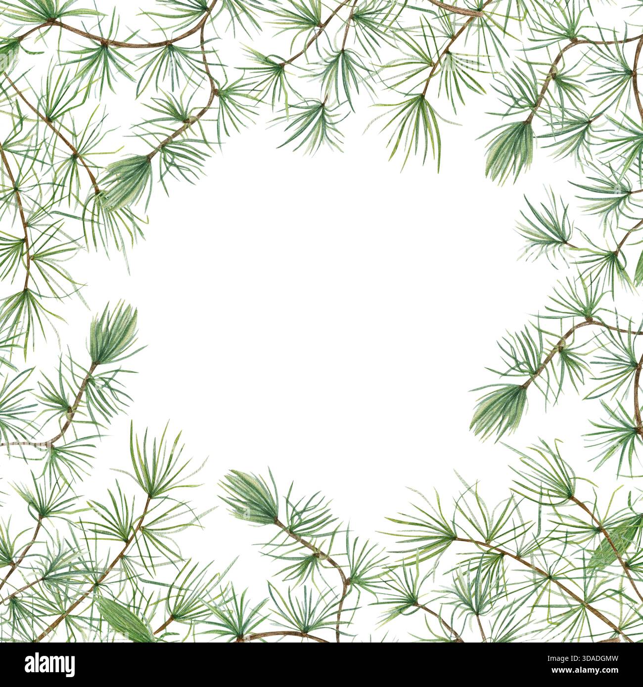 Cornice quadrata con rami di arco europeo di colore verde acquerello su sfondo isolato. Bordo albero Larix con spazio vuoto per il testo. Modello natalizio Foto Stock
