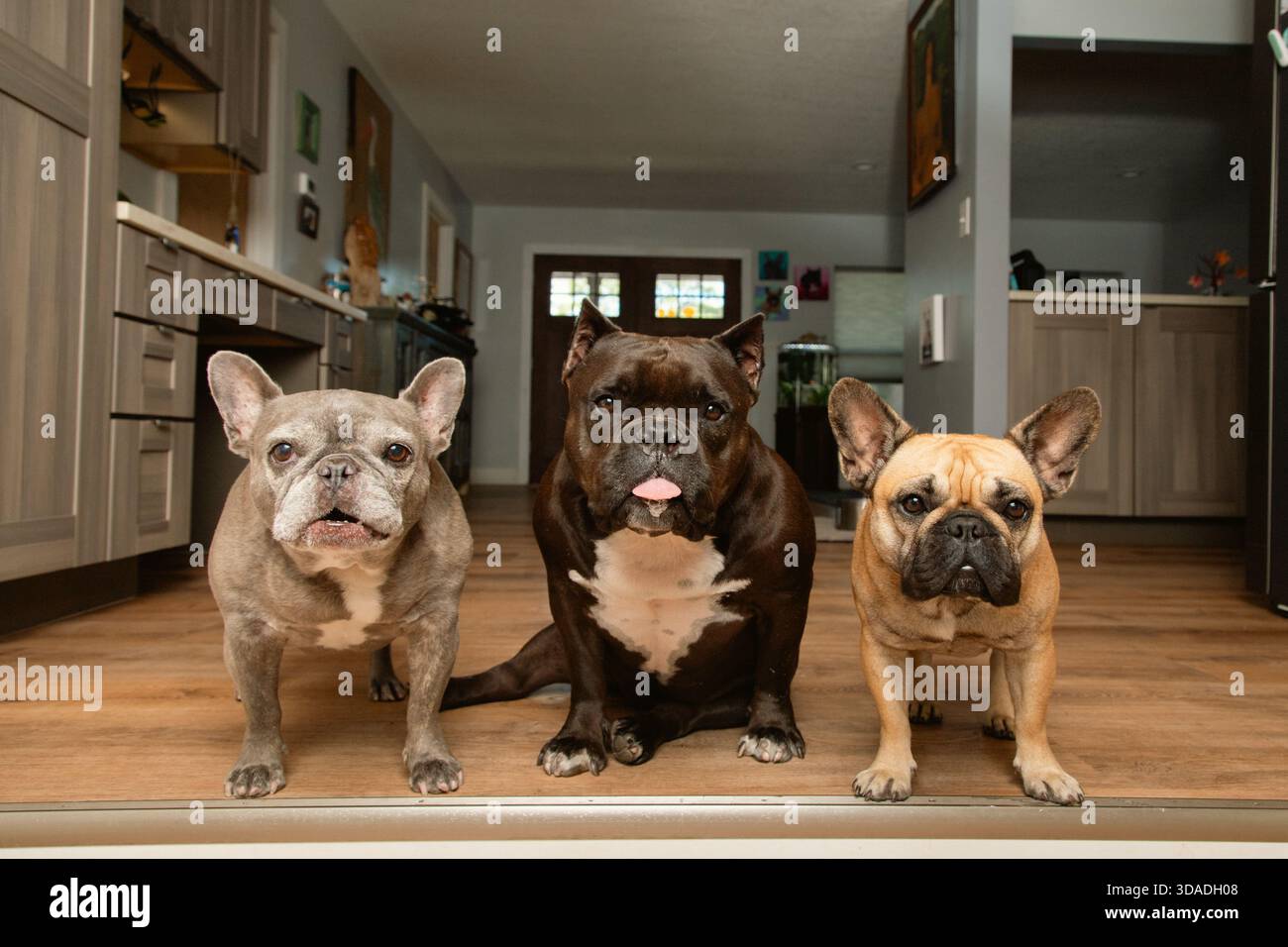 Tan e Black frenchie, un francese grigio e un cane nero di razza mista che siede fianco a fianco in una cucina Foto Stock