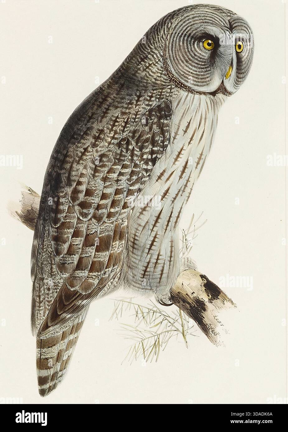 Edward Lear - uccelli d'Europa - grande Gufo Cinereo Foto Stock