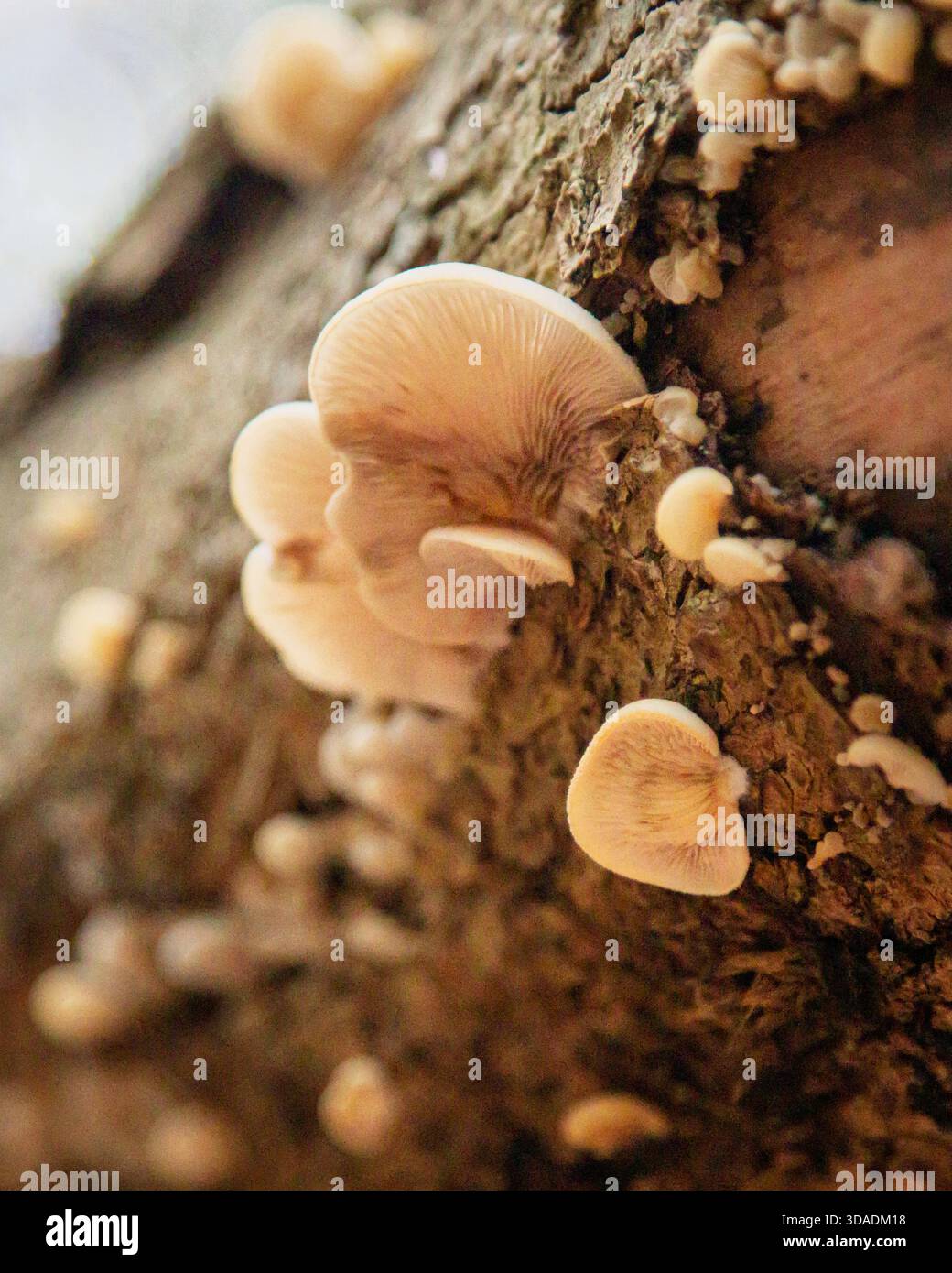 Oyster Mushrooms Growing on felled trunks, Humford Woods, Northumberland, novembre 2025 Foto Stock