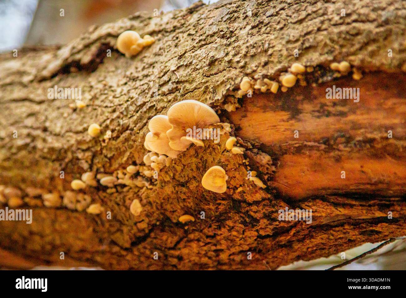 Oyster Mushrooms Growing on felled trunks, Humford Woods, Northumberland, novembre 2025 Foto Stock