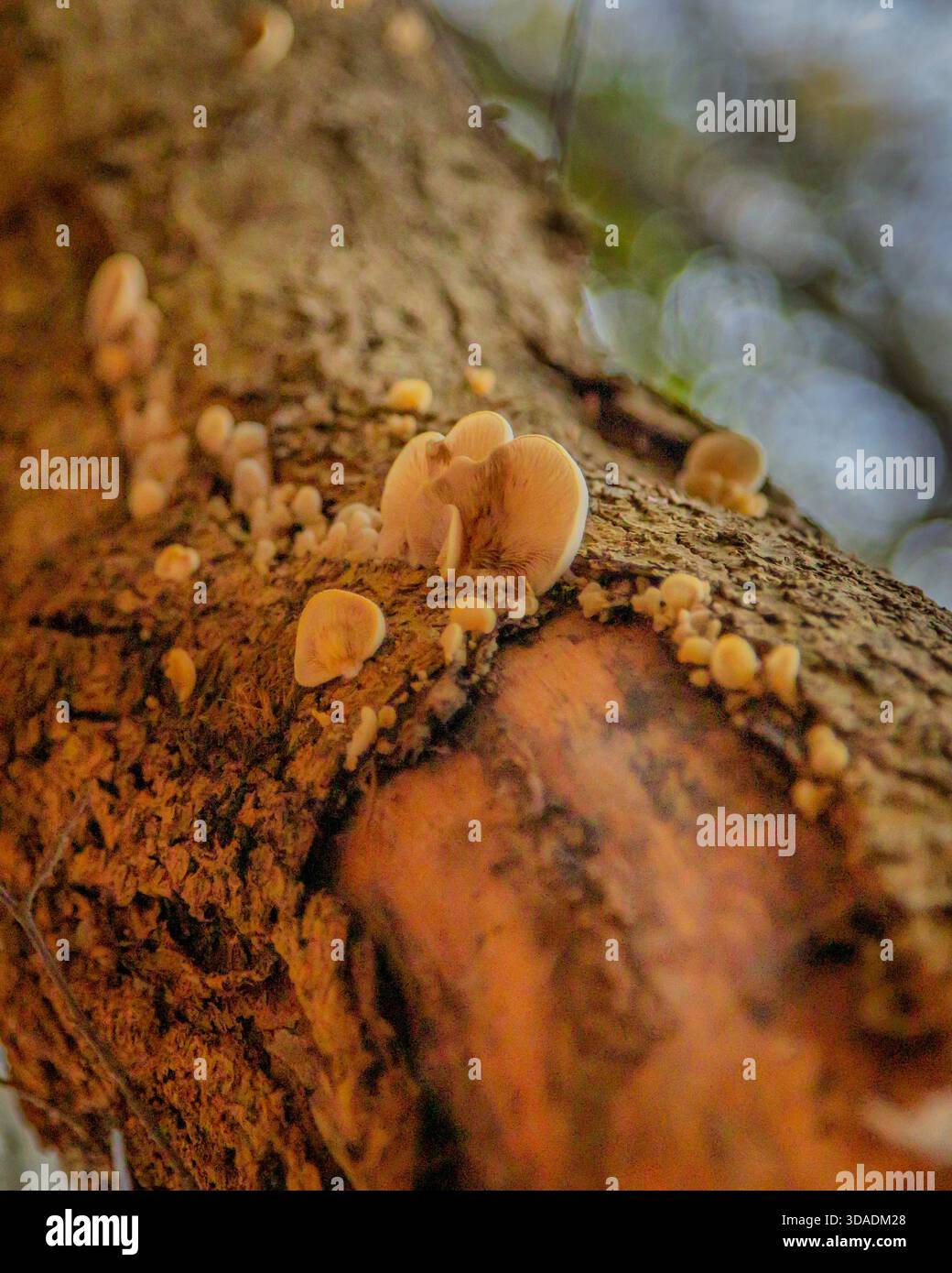 Oyster Mushrooms Growing on felled trunks, Humford Woods, Northumberland, novembre 2025 Foto Stock