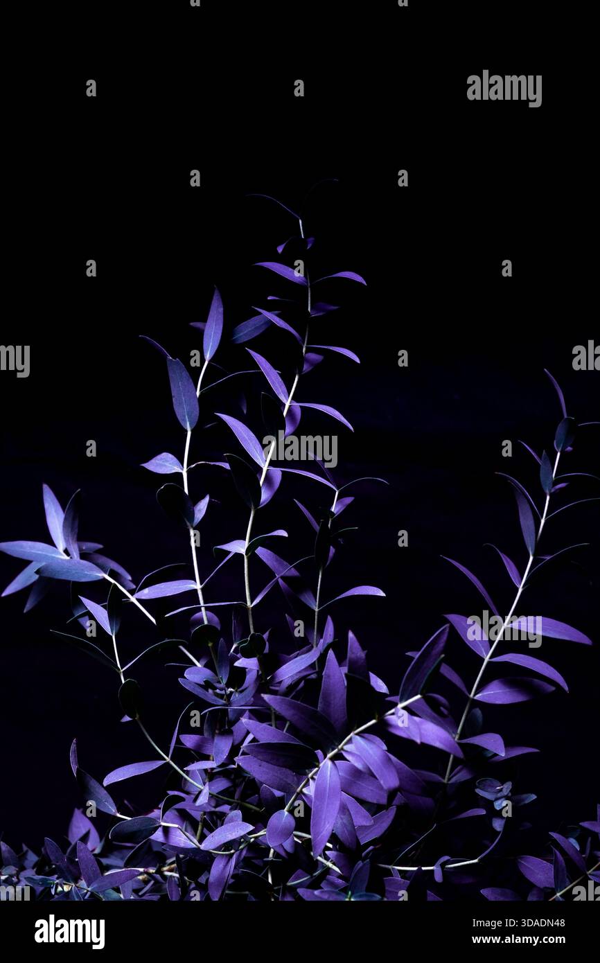 eucalipto parvifolia in tonalità viola fredde su sfondo nero. moody flora. Foto Stock