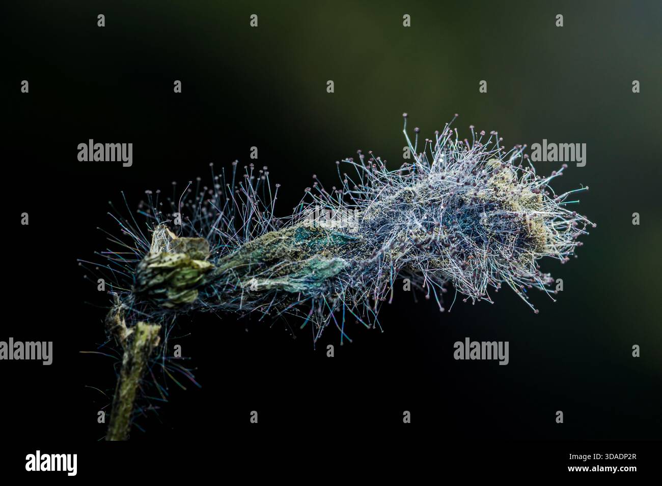 Funghi che formano micelio filamentoso e sporocarpe su uno stelo di pianta in decadimento su uno sfondo scuro, studio di decadimento ravvicinato. Fotografia, niente generativa Foto Stock