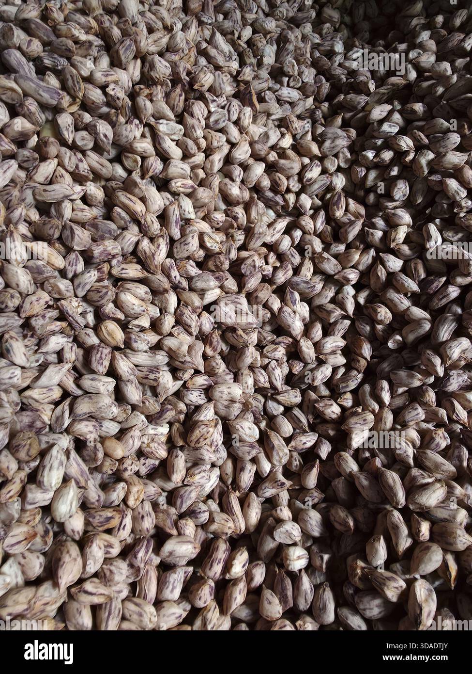 Vista dall'alto ravvicinata di un grande mucchio di semi di datteri naturali. La consistenza organica degli alimenti trasmette una sensazione di abbondante raccolto agricolo e di ea Foto Stock