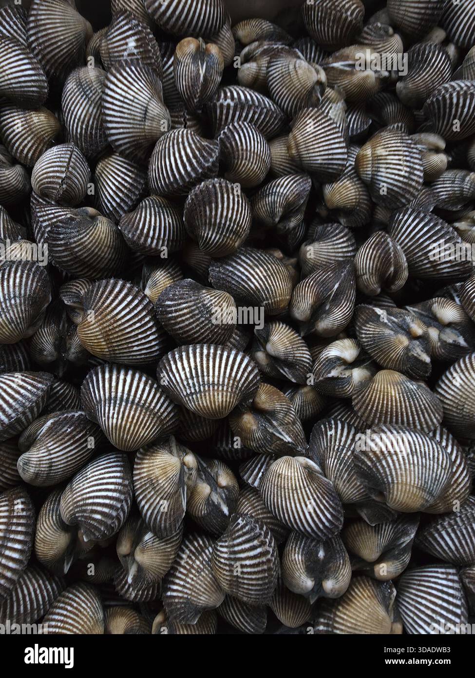 Primo piano consistenza dello sfondo di abbondante pesce fresco di galletto. un mucchio di conchiglie popolare ingrediente alimentare sul mercato, che sembra delizioso e naturale per m Foto Stock