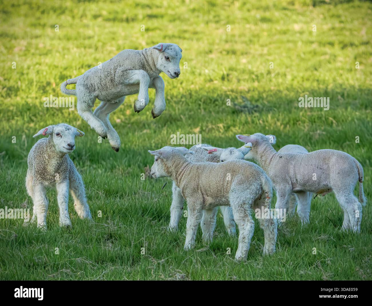 Gli agnelli energici (Ovis aries) giocano insieme in un campo erboso, con uno che salta in alto nell'aria in un gioioso momento primaverile. Foto Stock