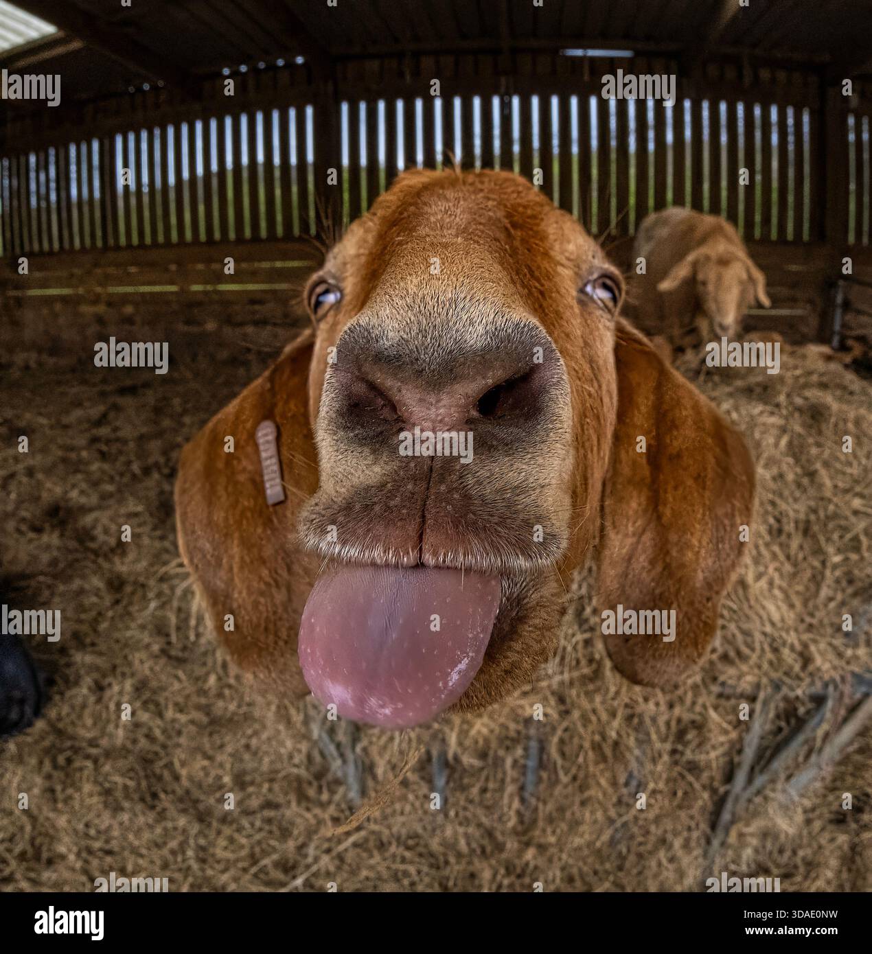 Una capra giocosa si alza sulla lingua in un divertente primo piano a occhio di pesce all'interno di un fienile, catturandone il volto espressivo e la curiosa personalità. Foto Stock