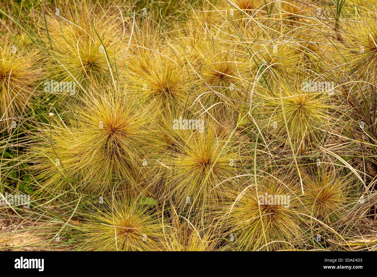 Molto ravvicinato schema naturale del papiro Cyperus, nel morbido sole dell'australia Occidentale. immaginazione, impressione, sano, organizzazione, rete, economia Foto Stock
