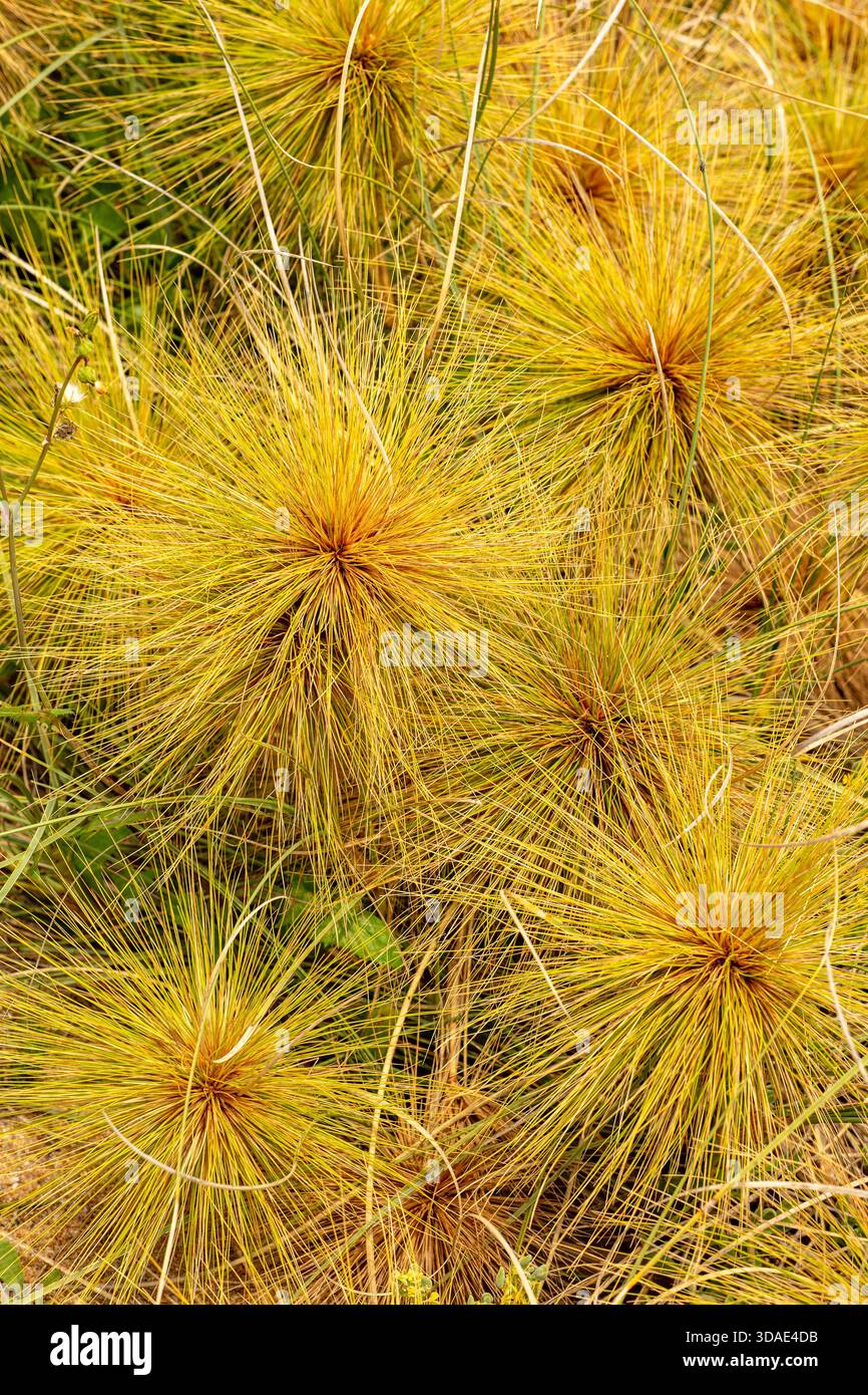 Molto ravvicinato schema naturale del papiro Cyperus, nel morbido sole dell'australia Occidentale. immaginazione, impressione, sano, organizzazione, rete, economia Foto Stock