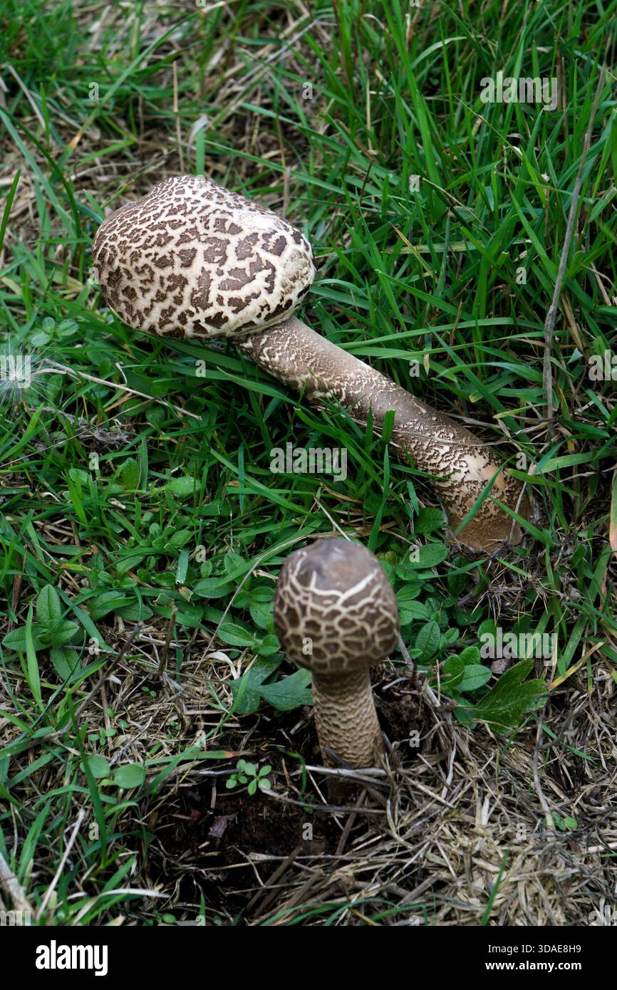 Fungo da parasolo (Macrolepiota procera). Un fungo basidiomicete. Giovane variante immatura che cresce a Fyfield Down vicino ad Avebury, Wiltshire, Inghilterra Foto Stock
