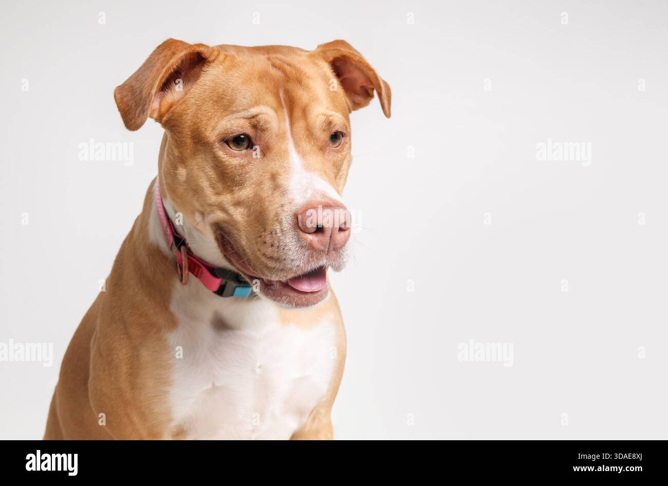 Cane sorridente su sfondo grigio che guarda la fotocamera. Colpo di testa di un cane grande felice con bocca aperta e un bel prato. Vista frontale di. Due anni, donna, Pitb Foto Stock