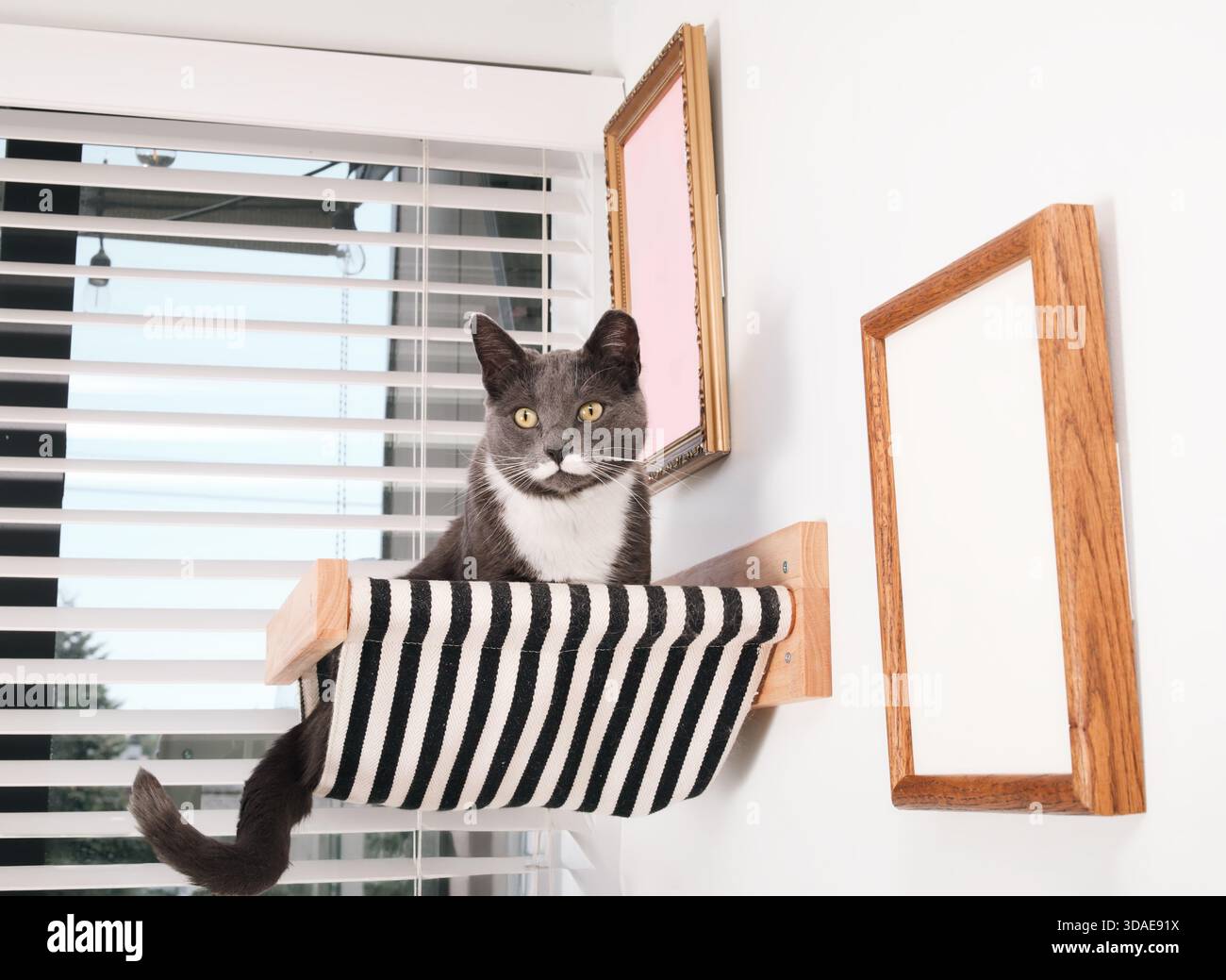Simpatico gatto in amaca montata a parete. Gatto felice che si trova su un ripiano galleggiante in alto vicino alla finestra del soggiorno. Gatto grigio maschio con baffi bianchi Foto Stock
