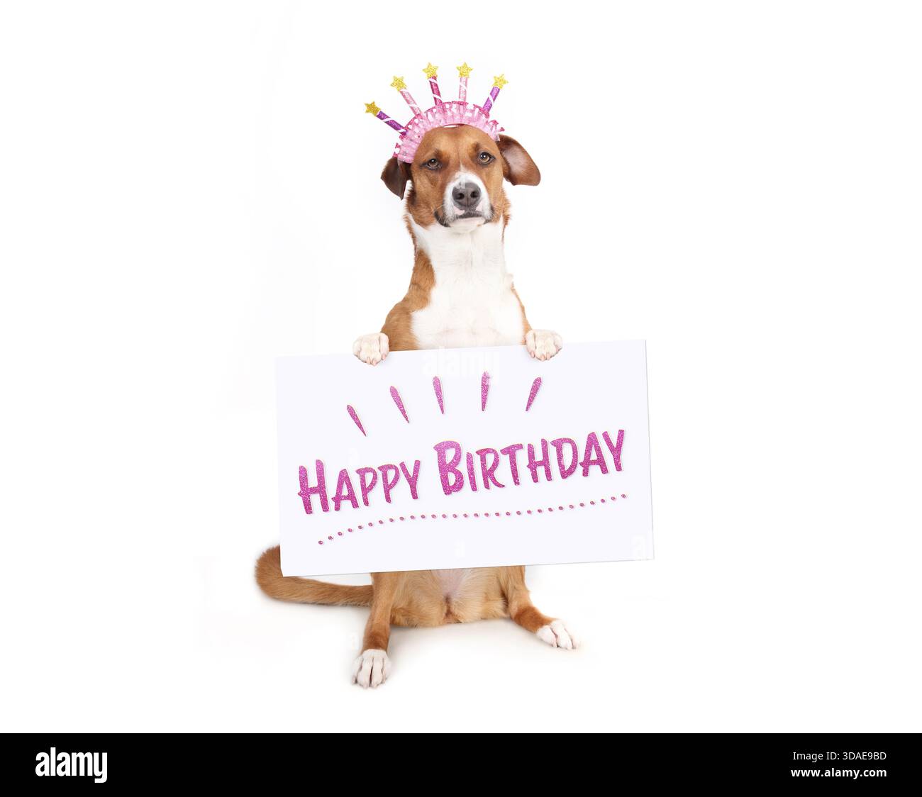 Cane con un cartello di buon compleanno su sfondo bianco. Simpatico cane seduto in posizione verticale con un cerchio per capelli con candele e un grande cartello con le zampe. Harr Foto Stock