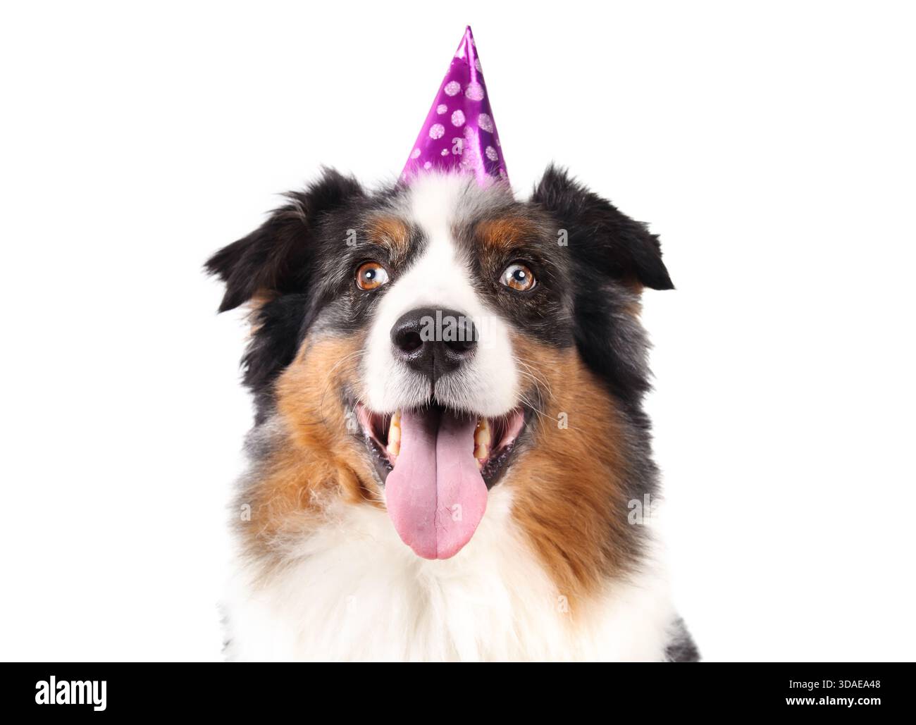 Cane senior con cappello per festeggiare il compleanno o il nuovo anno. Cane che indossa il cono da festa. 10 anni, maschio, pastore australiano con blu merle con coppe Foto Stock