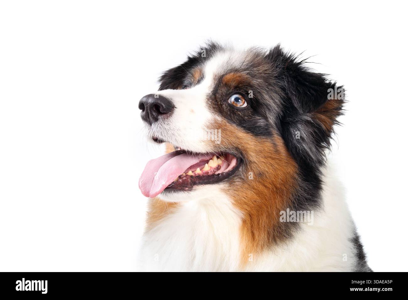 Felice pastore australiano su sfondo bianco. Cane anziano sorridente con gli occhi spaccati. 10 anni, maschio, pastore australiano con merle blu con coppe Foto Stock