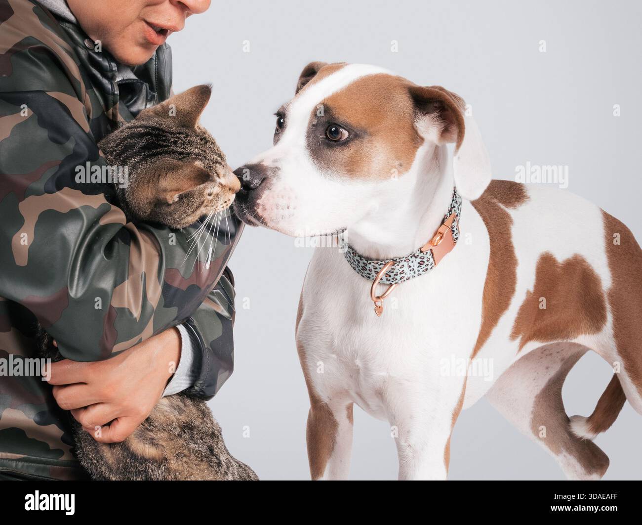 Introduzione a cani e gatti. La proprietaria donna ha in mano un nuovo gatto. Incontro faccia a faccia di cani e gattini grandi. Concetto di famiglia e adozione di animali domestici. Foto Stock