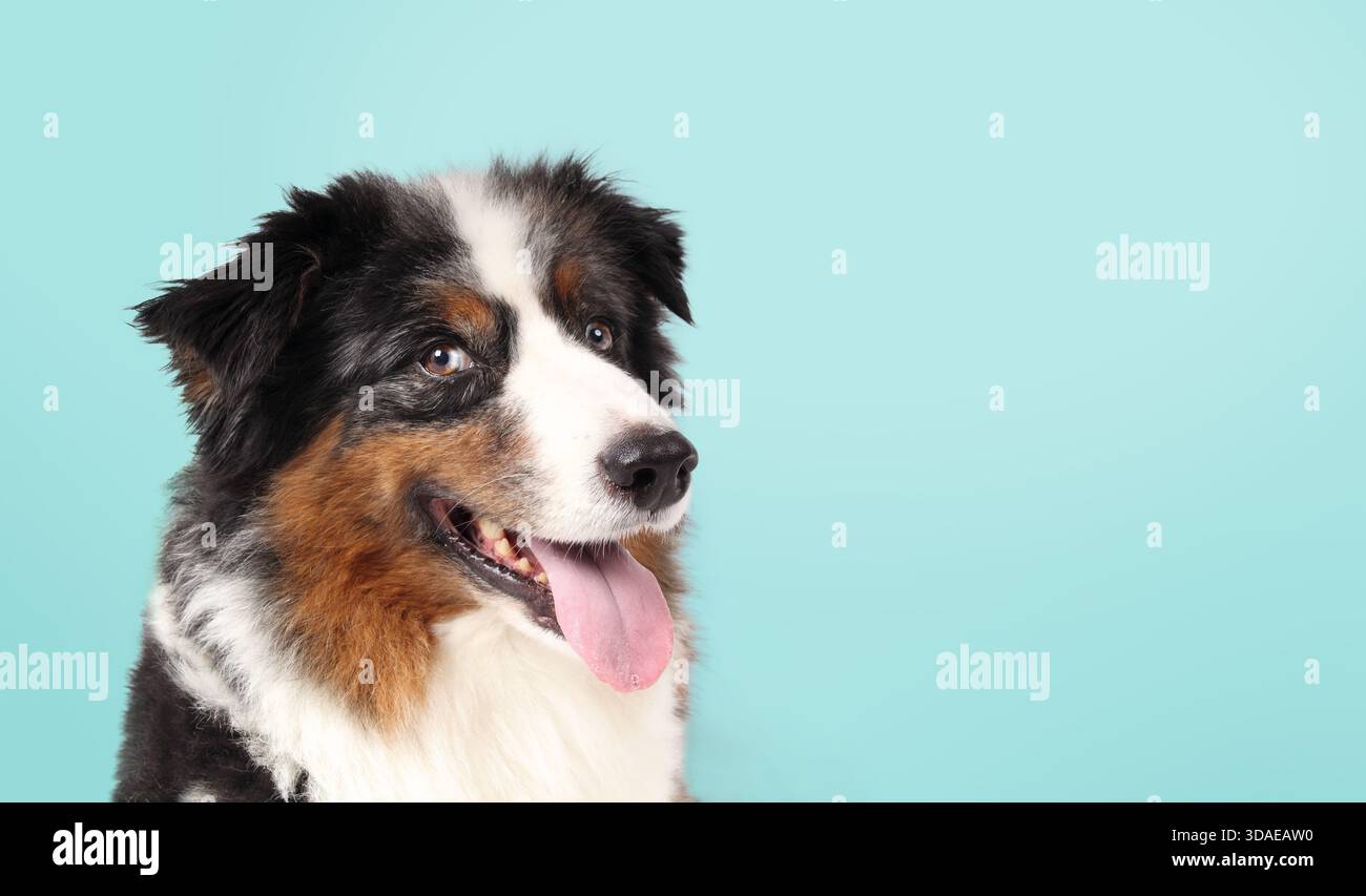 Cane anziano su sfondo blu. Cane felice sorridente o che piange con la lingua che fuoriesce. 10 anni, maschio, pastore australiano o pastore australiano, blu Foto Stock