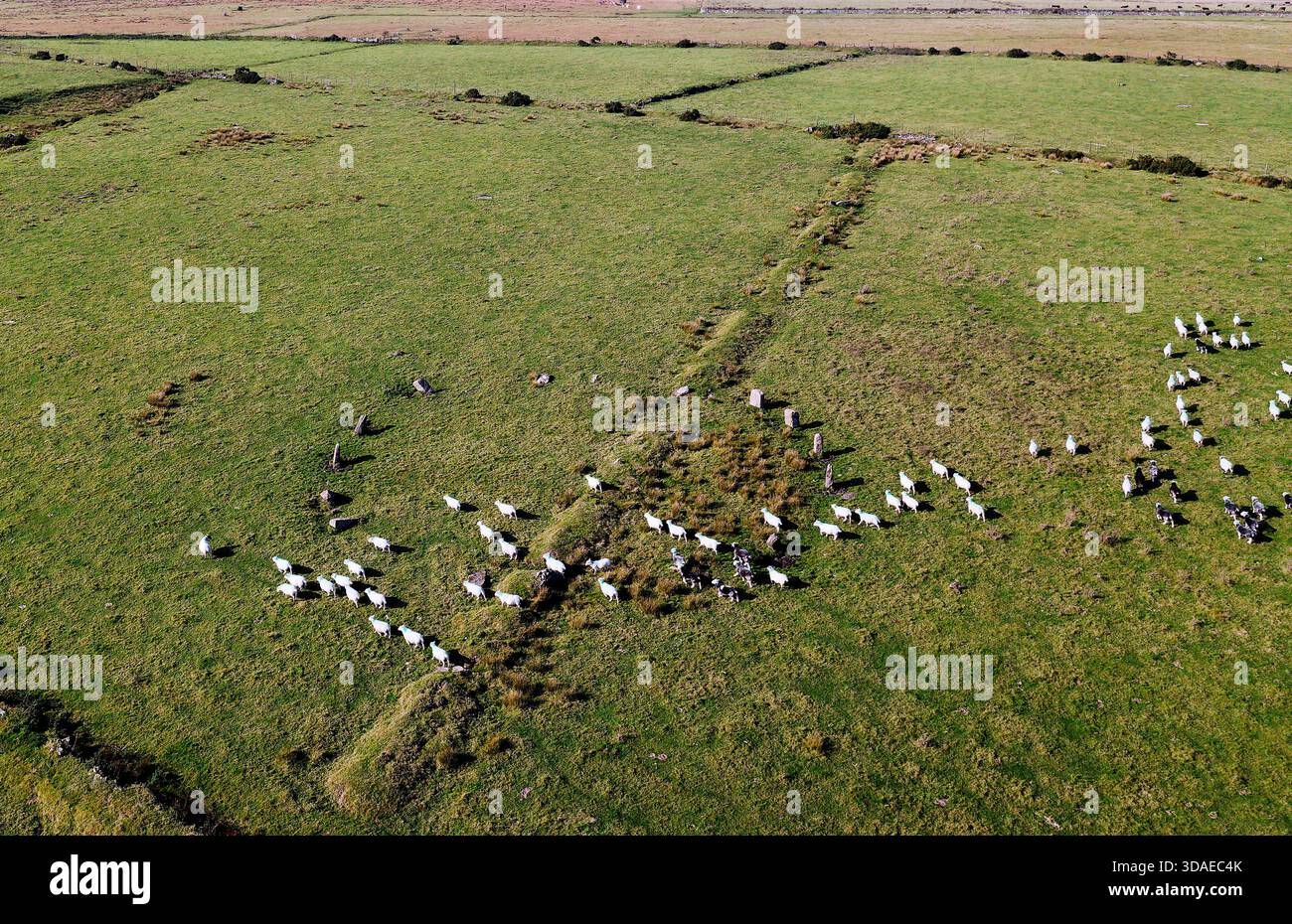 Leaze Stone Circle, su Bodmin Moor, Cornovaglia. Cerchio preistorico con 16 pietre esistenti. Visualizza a NW. A poche centinaia di metri dalla King Arthurs Hall Foto Stock