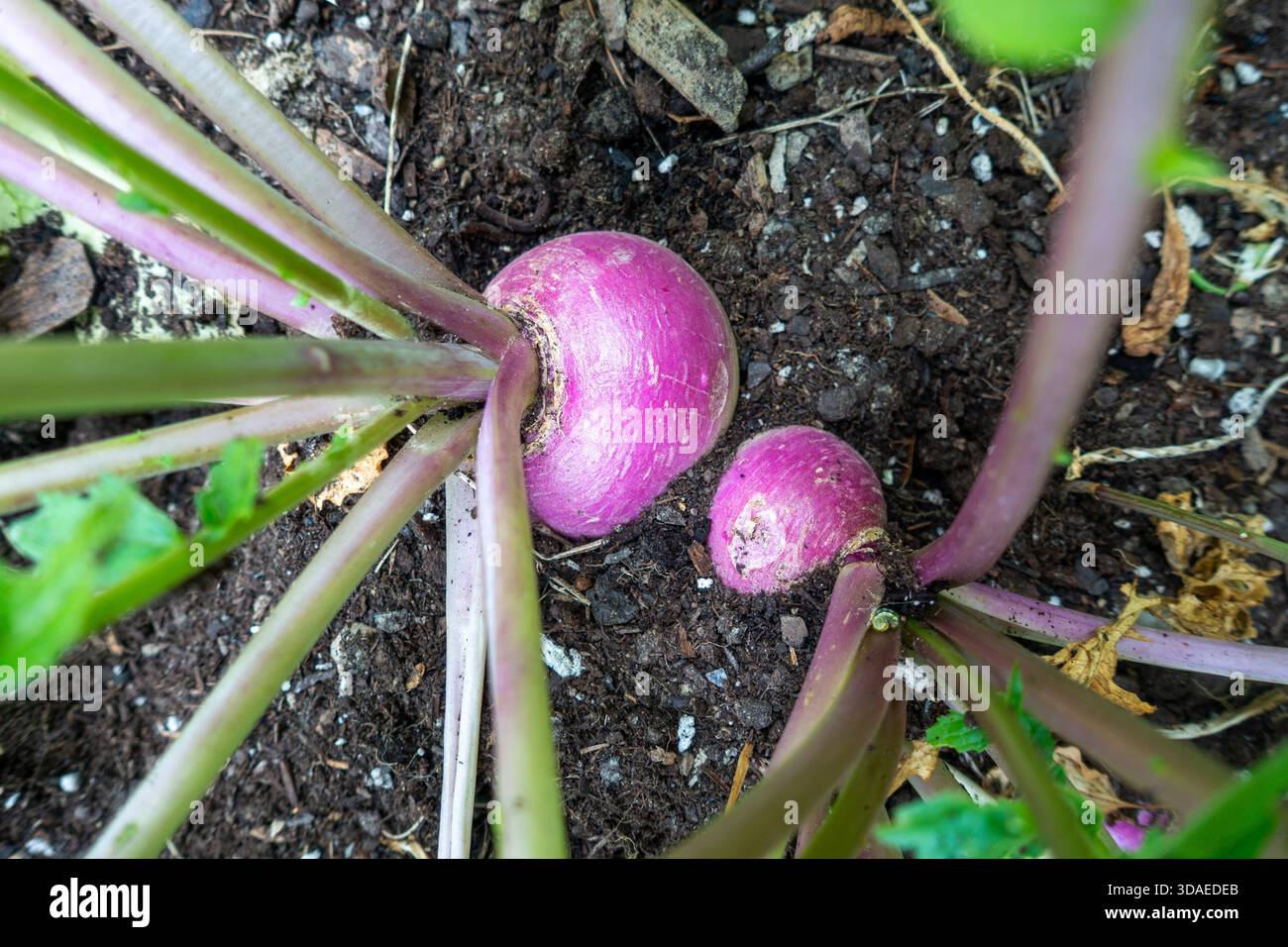 Le rape Purple Top crescono in giardino Foto Stock