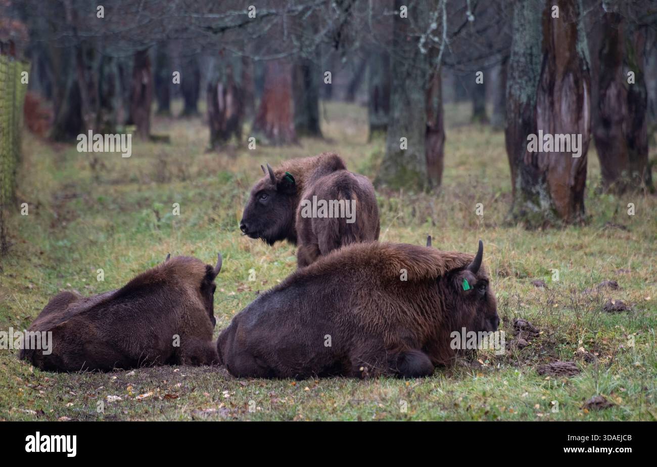 Un gruppo di aurochs maturi (bisonti europei) si trova a terra, la riserva della biosfera Prioksko-terrasny, in Russia Foto Stock