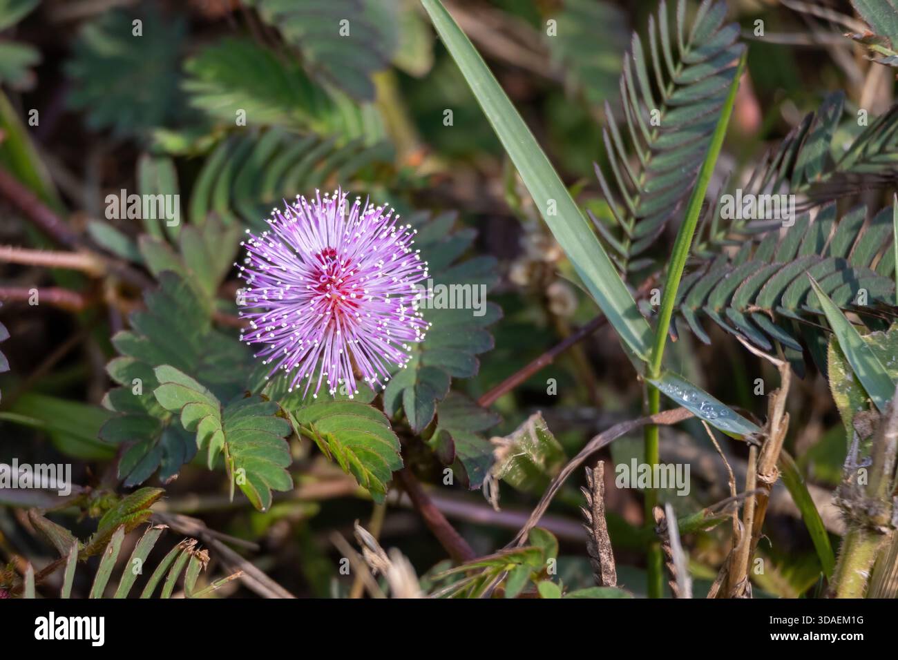 Primo piano di un fiore rosa di Mimosa pudica (pianta sensibile) e delle sue foglie uniche simili a felce in un ambiente naturale all'aperto. Concentrati sulle meraviglie botaniche e. Foto Stock