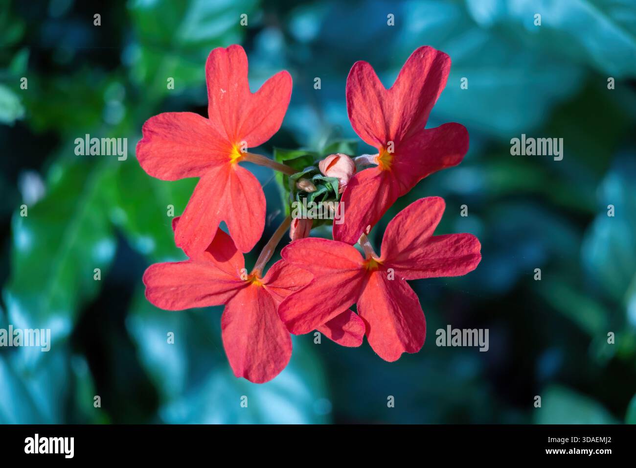 Fiori Firecracker (Crossandra infundibuliformis) rossi vivaci e ardenti che fioriscono in un giardino. Questa pianta ornamentale è ampiamente coltivata per la sua unica Foto Stock