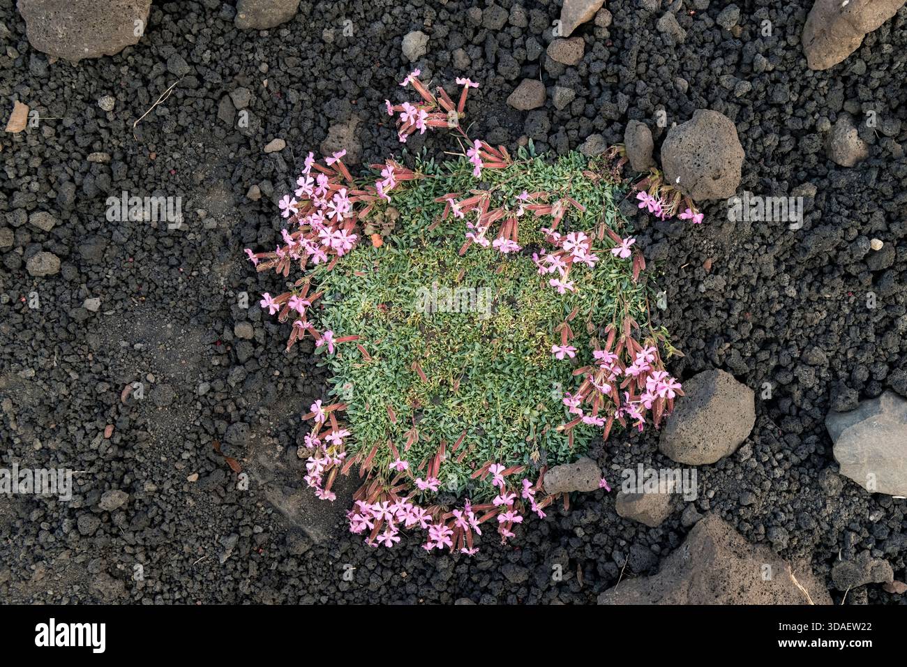 Un agglomerato di erba saponaria officinalis fiorito su cenere vulcanica alle pendici dell'Etna, in Sicilia Foto Stock